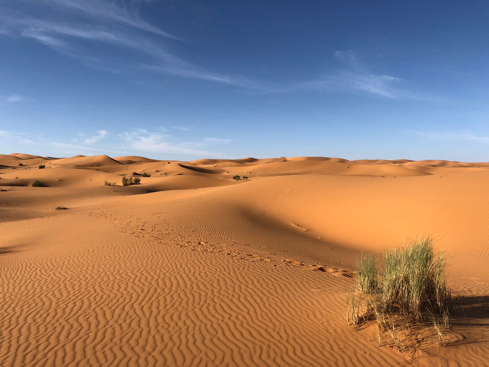 Wind-shaped sand rising in long quiet folds